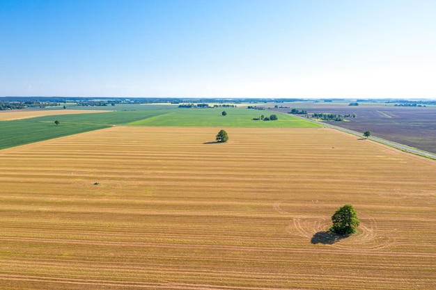 Paisaje aéreo con un árbol solitario cereal segado en el campo del día soleado