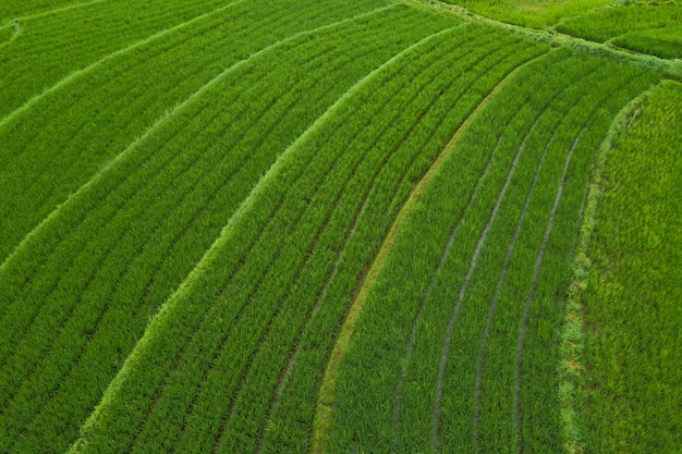 Paisaje aéreo de arrozales en indonesia con un sorprendente patrón de campos