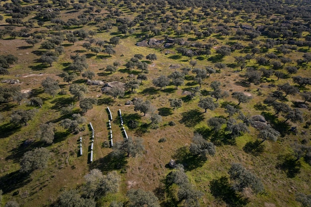 Paisaje aéreo con colmenas en Extremadura. España.