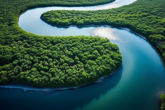 paisaje aéreo de ríos curvos y bosques de manglares cerca de la zona costera