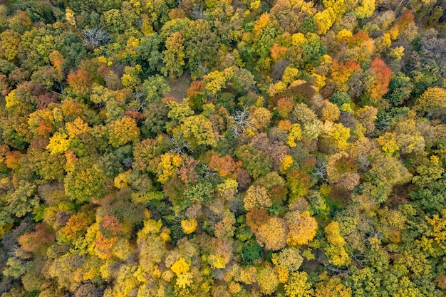 Paisaje aéreo del zumbido del bosque otoñal