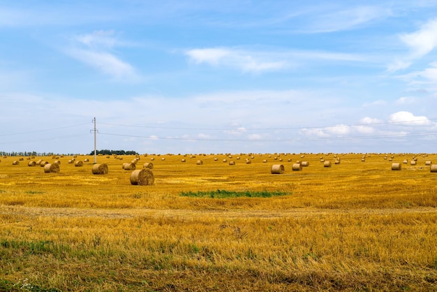 Paisaje agrícola del campo.