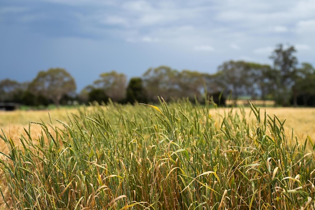 paisaje agrícola de un cultivo de trigo en australia