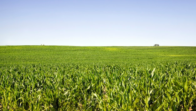 Paisaje agrícola con hileras de maíz verde en verano Día soleado, campo de maíz joven, plantas verdes iluminadas por la luz del sol