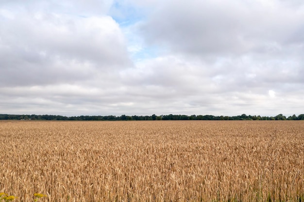 Paisaje agrícola en el horario de verano.