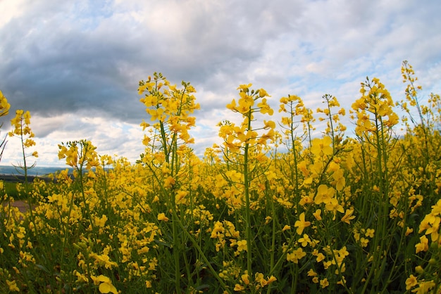 Paisaje con agricultura de campo de raps en flor amarilla en el campo de primavera en Alemania cultivada