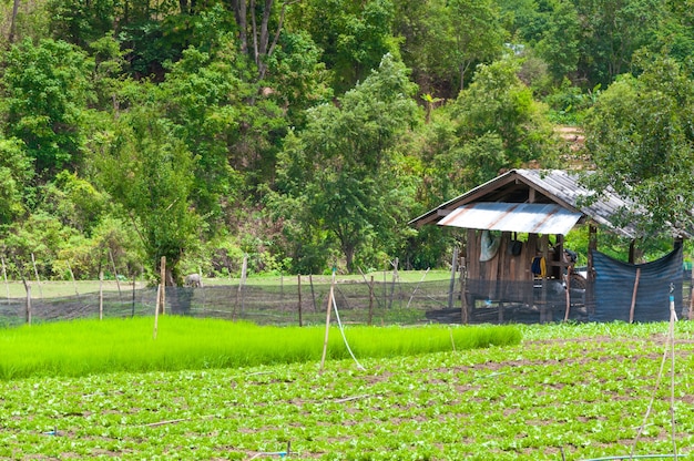 Paisaje de agricultura escénica de belleza