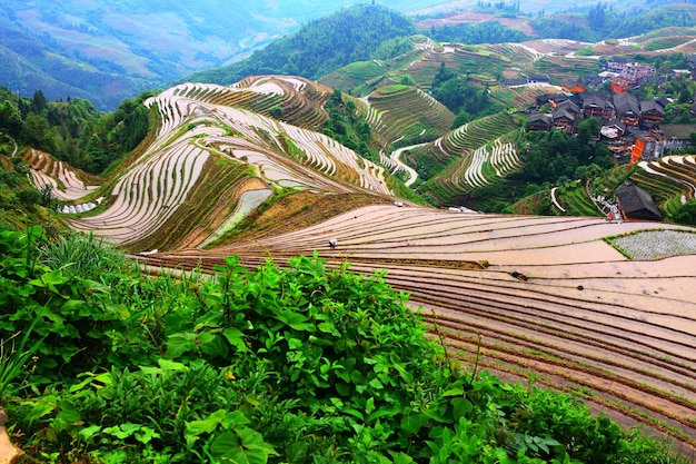 Foto paisaje al aire libre día de árbol sin humanos naturaleza