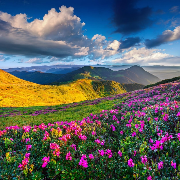 Foto paisaje al aire libre sin humanos cielo campo nube día de la flor campo de la flor cielo azul cielo nublado paisaje de montaña naturaleza