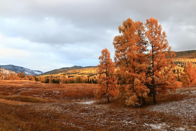 paisaje alerce amarillo hermoso bosque de otoño, ecología cambio climático