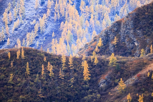 paisaje alerce amarillo hermoso bosque de otoño, ecología cambio climático