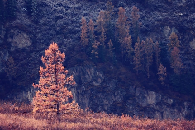 paisaje alerce amarillo hermoso bosque de otoño, ecología cambio climático