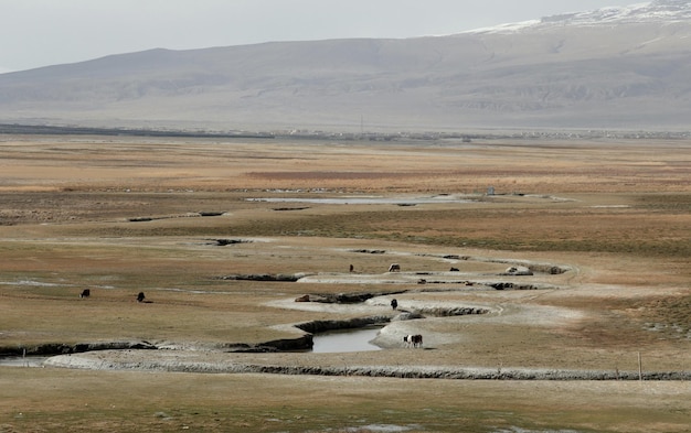 Un paisaje con algunos animales en primer plano y una montaña al fondo.