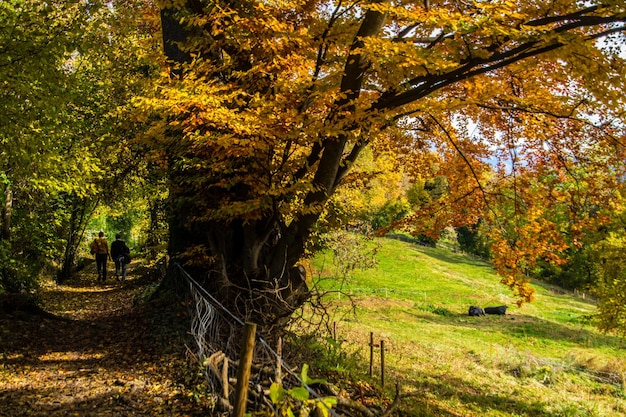 Paisaje de los alpes suizos en otoño