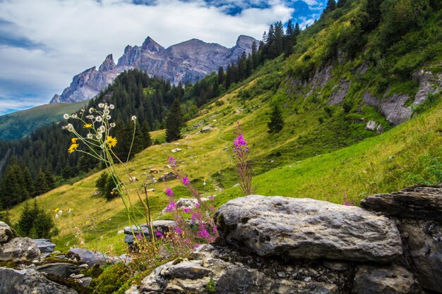 Paisaje de los Alpes suizos