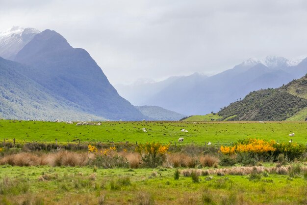 Paisaje alrededor de Dunedin