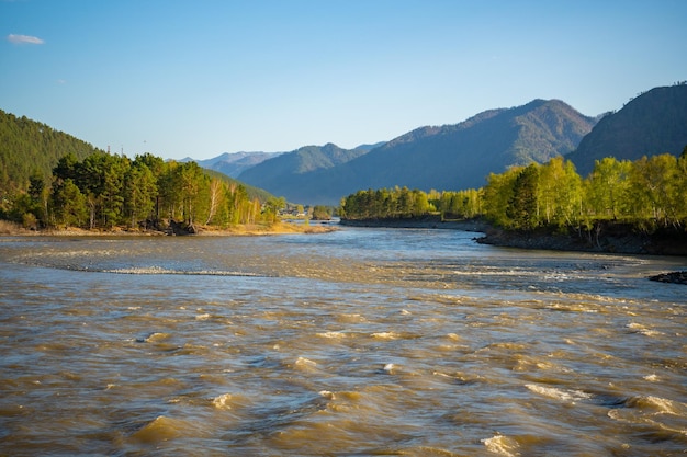 El paisaje de altay con el río de montaña katun y rocas verdes en primavera siberia altai republic