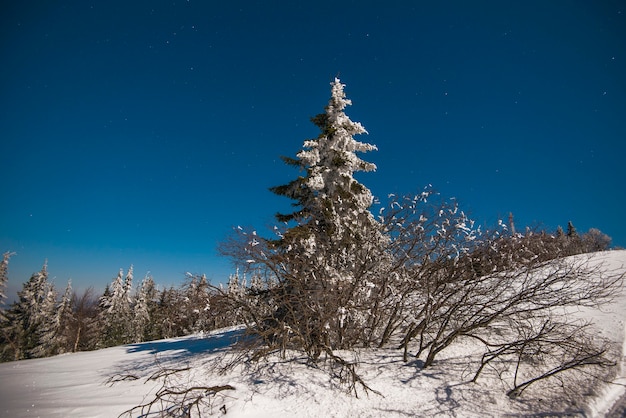 paisaje con altos abetos que crecen entre ventisqueros blancos