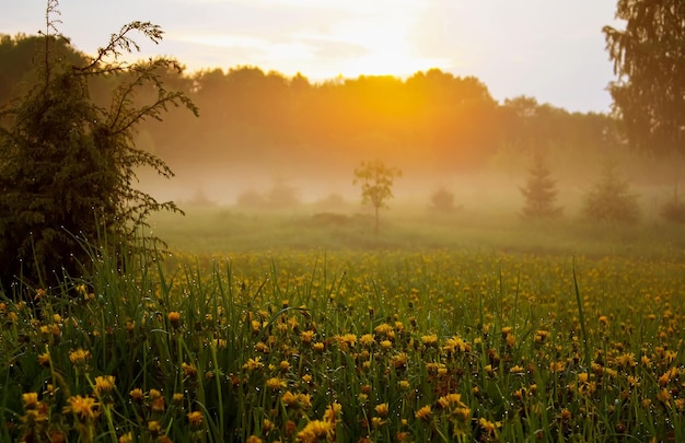 Paisaje de amanecer en el campo Vista panorámica de la naturaleza de verano en Letonia Europa del Este