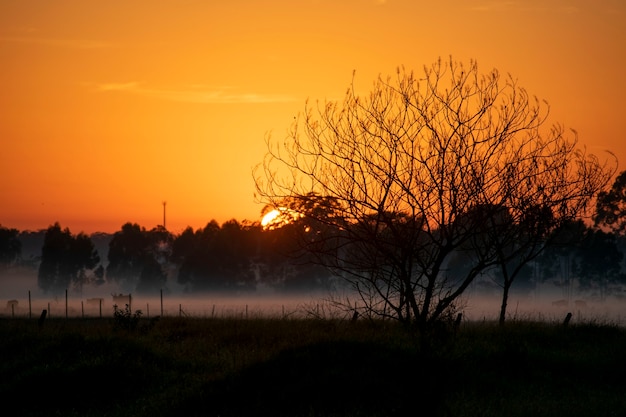 Paisaje de amanecer con capa de niebla