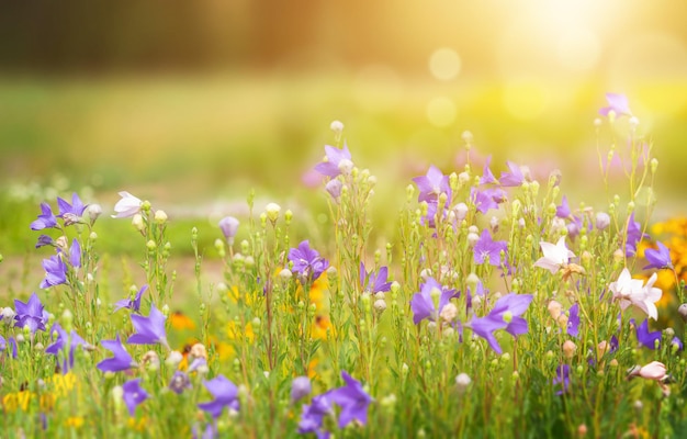 Paisaje del amanecer con flores florecientes. Fondo natural