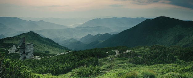 Paisaje de amanecer de verano de las montañas de los Cárpatos con pinos alpinos y rocas Vista panorámica