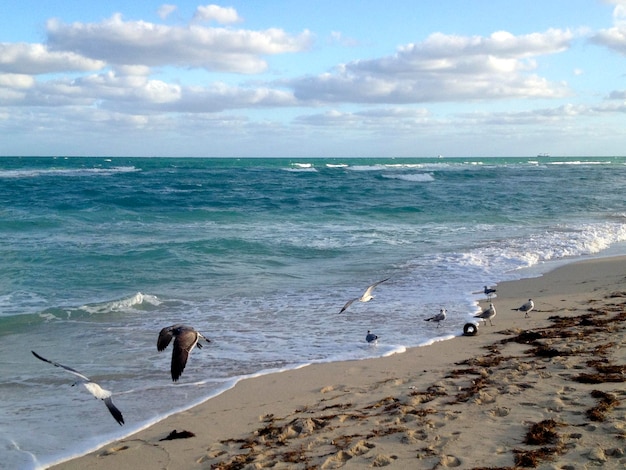 Paisaje americano con la famosa playa de Miami, una ciudad turística costera en el condado de Miami-Dade, Florida, EE.UU.