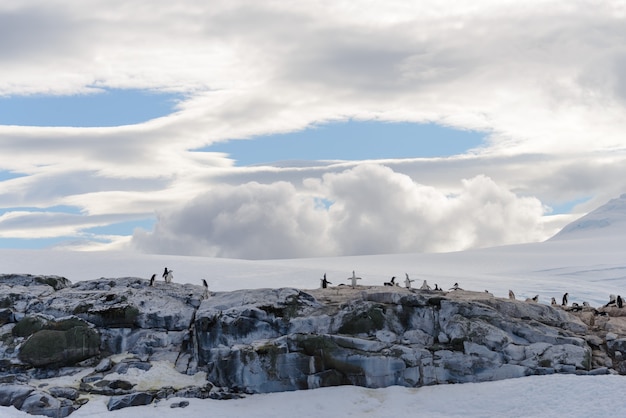 Paisaje antártico con pingüinos