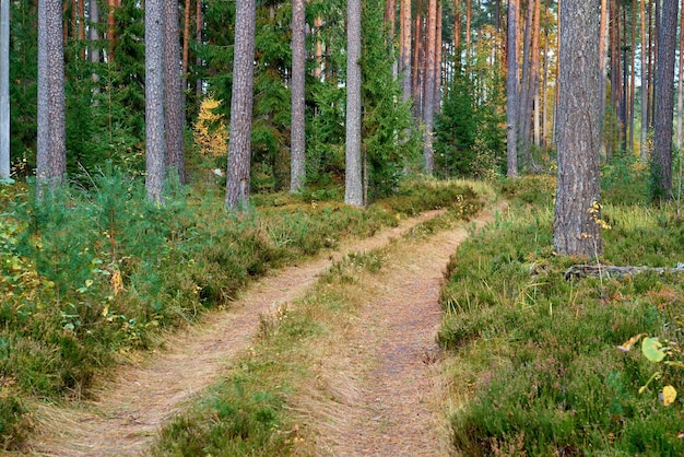 Paisaje de un antiguo bosque de coníferas con un primer plano de camino de tierra