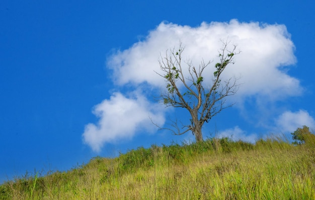 Paisaje de árbol en el campo.