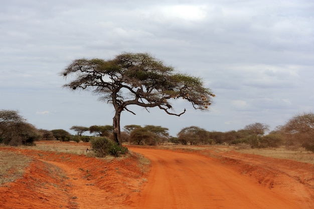 Paisaje con árbol en África