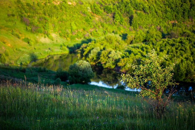 Paisaje de árbol joven solo