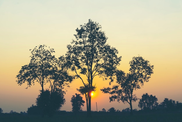 paisaje árbol puesta de sol