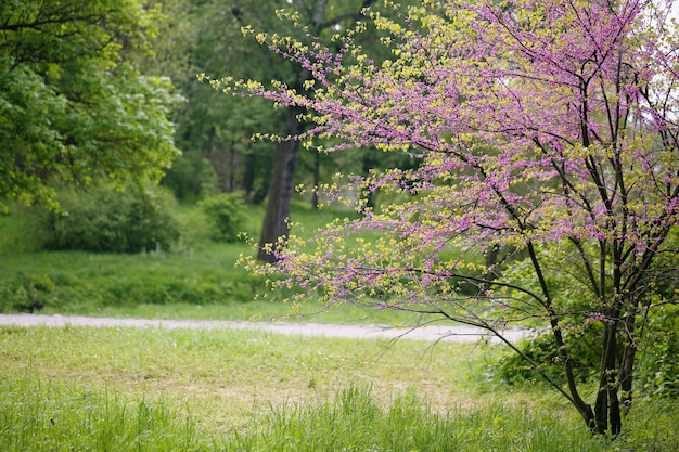 Paisaje con árbol redbud