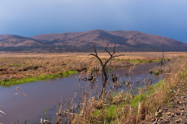 Paisaje con árbol solitario en el agua.