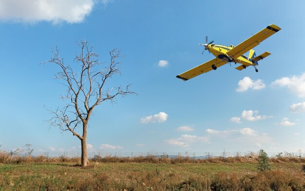 paisaje árbol solitario y avión en cielo azul