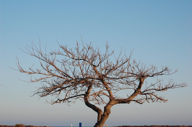 Paisaje de árbol solo sin hojas durante el día.