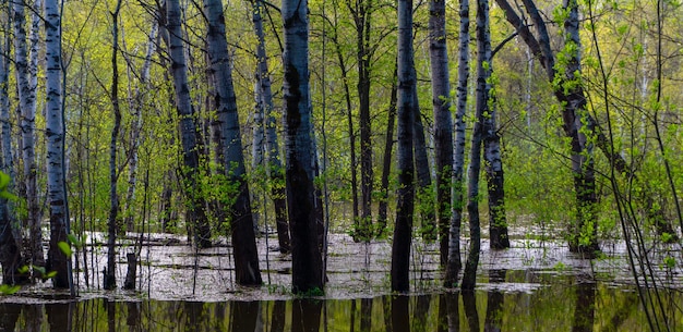 Paisaje - arboleda de primavera de árboles inundados durante la marea alta