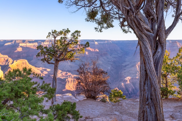 Paisaje con árboles en un acantilado contra el Gran Cañón en los rayos del sol naciente