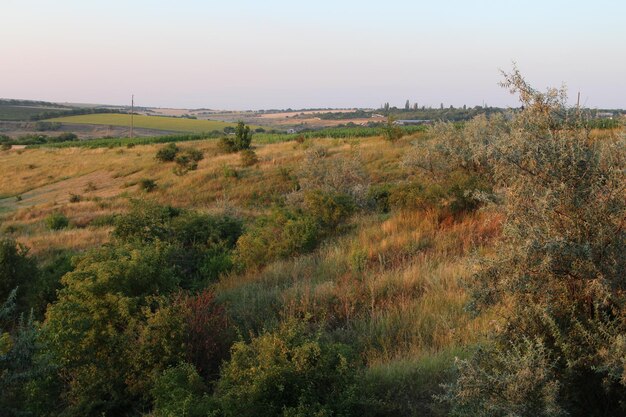 Un paisaje con árboles y arbustos.