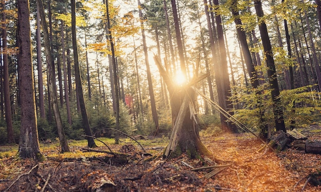 Paisaje de árboles de bosque de otoño con luz solar