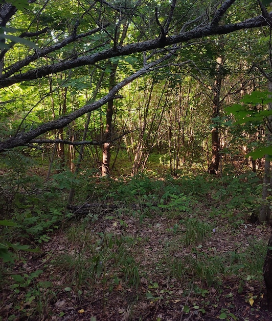 Paisaje de árboles en el bosque.