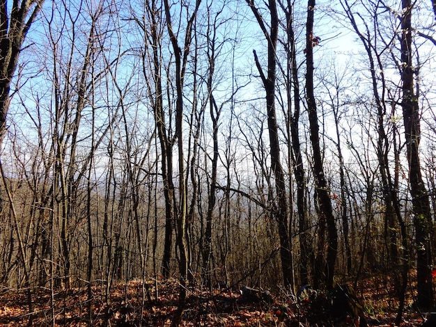 Foto paisaje de árboles de bosques secos