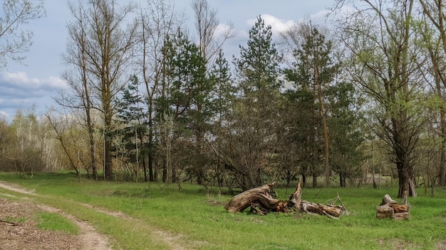 paisaje con árboles y camino en el bosque