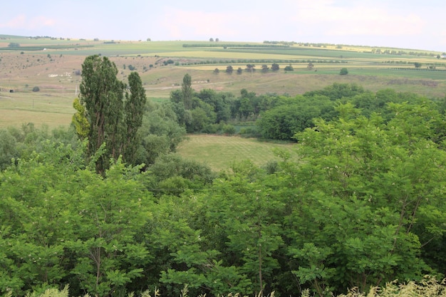 Un paisaje con árboles y campos.