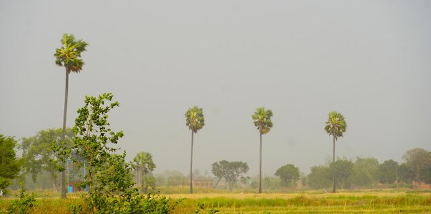 paisaje de árboles y cielo