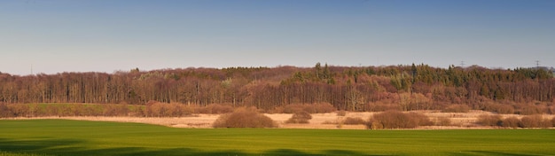 Paisaje de árboles forestales que crecen en un prado tranquilo o campo remoto en Suecia Vista de bosques de coníferas en la conservación de la naturaleza ambiental del área rural o campo con cielo azul y espacio de copia