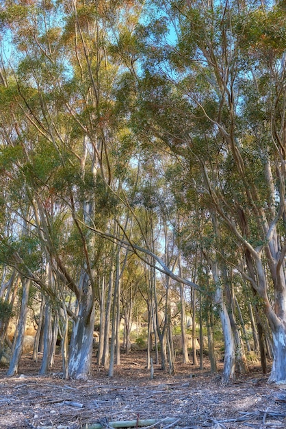 Paisaje de árboles de goma de eucalipto que crecen en bosques tranquilos en Table Mountain Ciudad del Cabo Sudáfrica Bosque verde siempre verde en un campo remoto Conservación de la naturaleza ambiental o deforestación