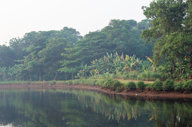 Un paisaje de árboles y hierba al lado del lago por la mañana con una vista panorámica