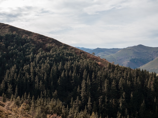 Paisaje de arboles en la montaña